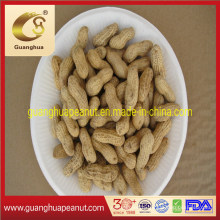 Hot Sale Peanut in Shell at Bulk Price